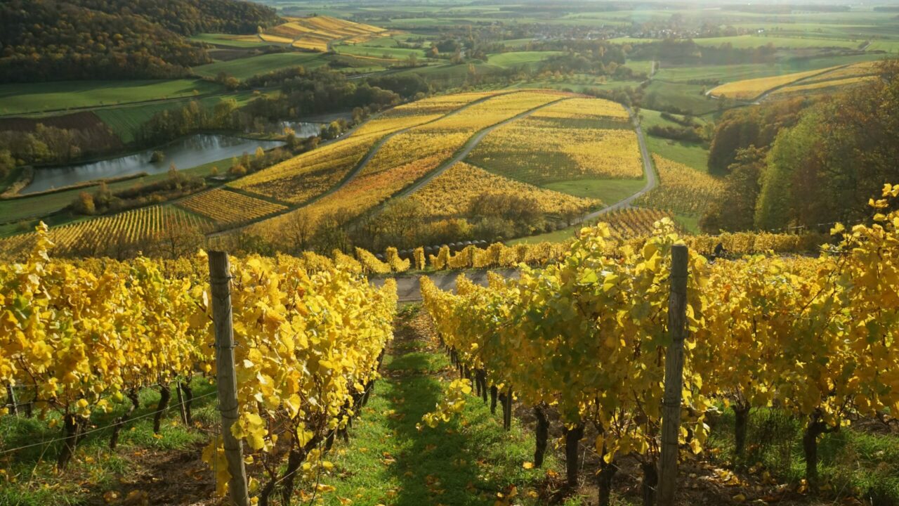 Weinlese in Deutschland: Gute Prognosen für aktuellen Jahrgang