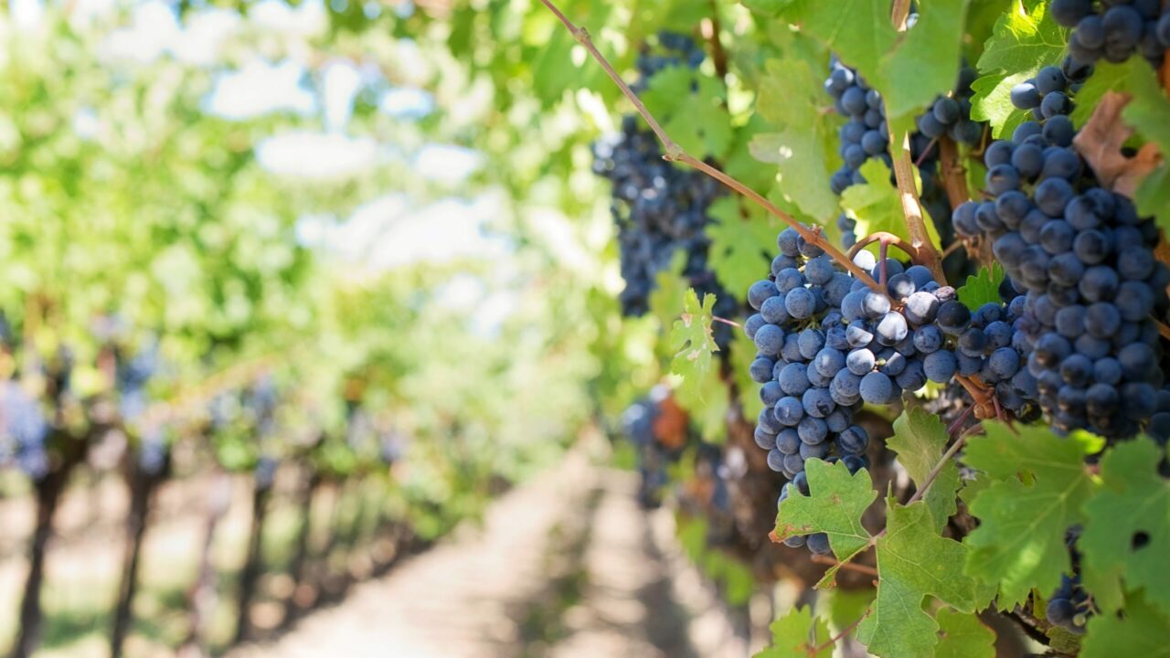 Gute Erträge erwartet: Weinlese in Frankreich startet verfrüht