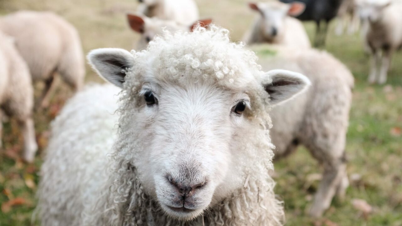 Teilnahmerekord beim Veganuary