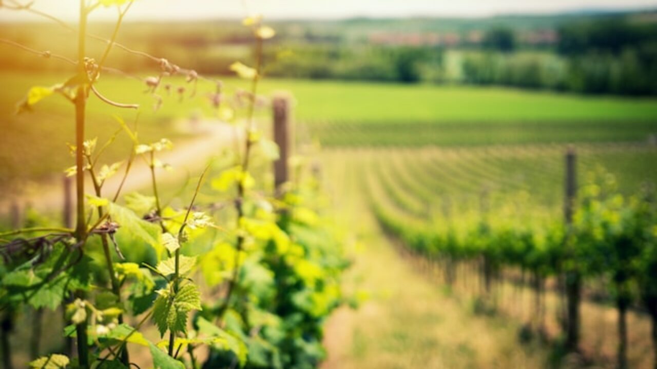 Weinernte 2023 – voraussichtlich höher als 2022