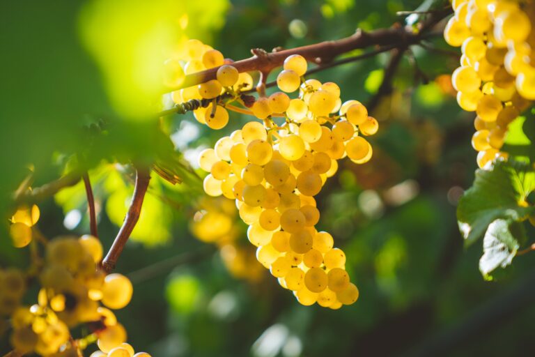 Erster ostfriesischer Wein