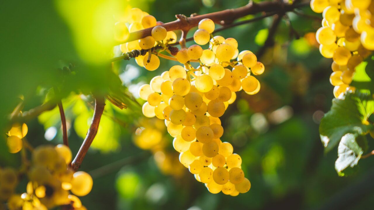 Erster ostfriesischer Wein 