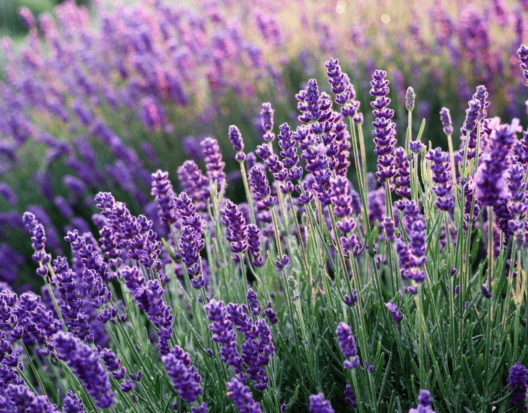 Lavendel Klimawandel in der Gastronomie