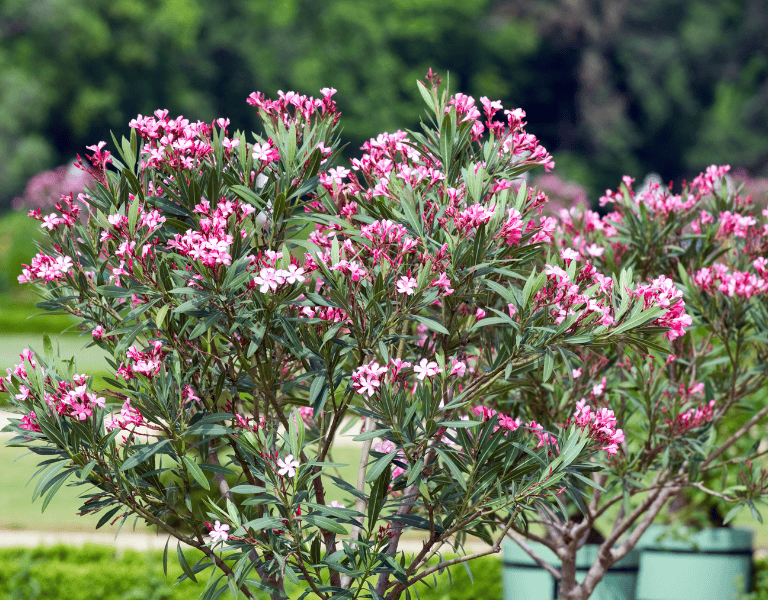 Oleander Klimawandel in der Gastronomie