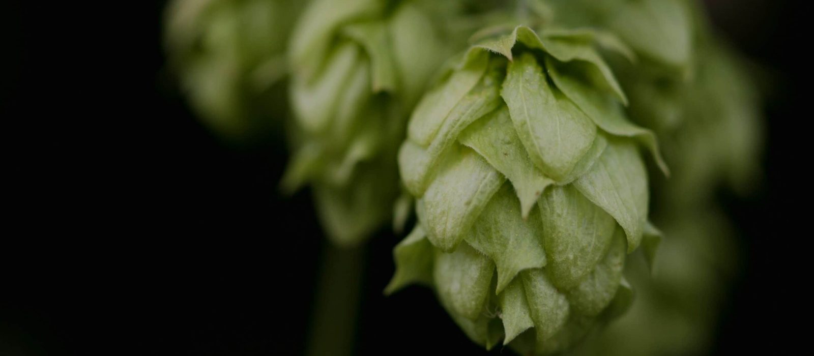 meg-macdonald-ih1yATgJ-PE-unsplash